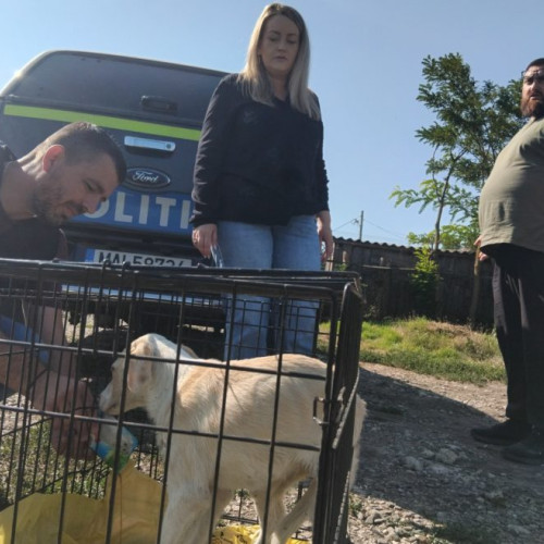 Femeie de 84 de ani, sancționată după scenele de cruzime asupra unui câine din Albesti