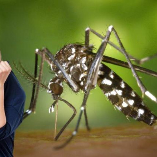 Tantarii au transformat baza sportivă Gheorgheni din Cluj-Napoca într-un loc nesigur pentru vizitatori