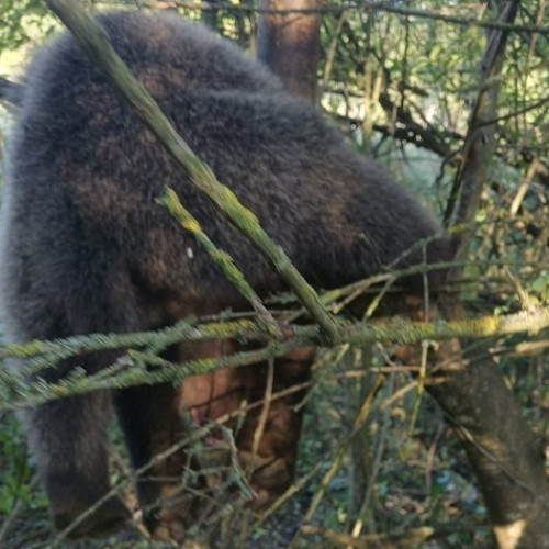 Un pui de urs de 8 luni a fost salvat de autoritățile din Prahova și transferat în siguranță la Sanctuarul AMP Libearty din Zarnesti. Animalul a rămas prins ore întregi, neputincios și speriat, într-un gard de sârmă care înconjoară o grădină, fiind încuiat și în pericol. Fiecare moment petrecut în această stare a fost o luptă pentru supraviețuire.