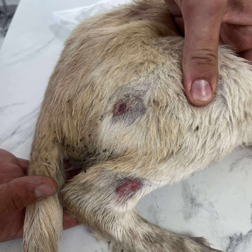 catel salvat din Botoșani are urme de intepături și a fost tratat de medici veterinari