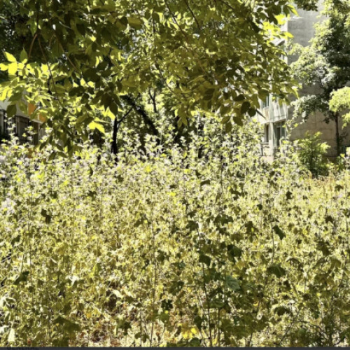 spațiul verde de pe strada mehedinți din cartierul mănăștur, lăsat în paragină, reclamă localnic