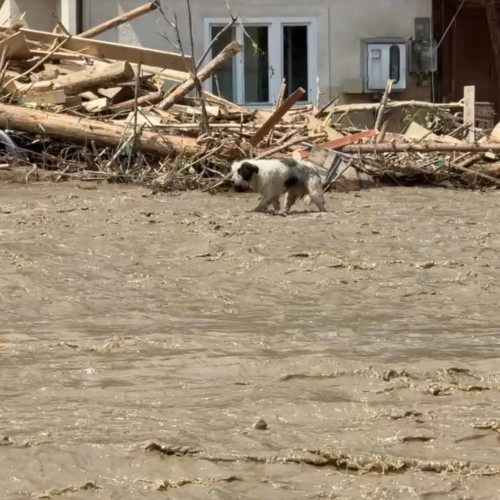 despăgubiri pentru inundatii în Neamț: guvernul stabilește criteriile pentru plata sprijinului financiar