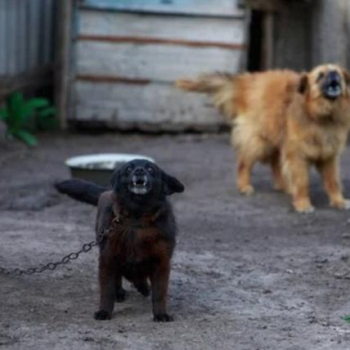 Localnici din Cluj reclamă perturbarea linistii și mirosul neplăcut cauzat de animale