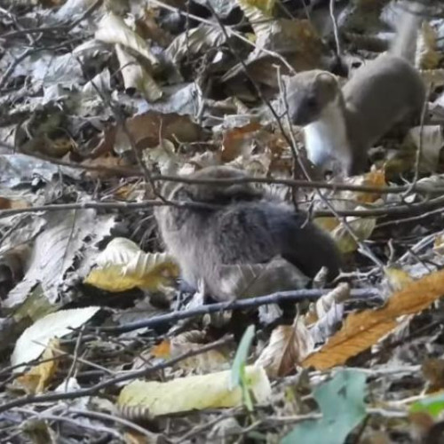 Scenă uimitoare surprinsă la Cluj: nevastuică atacând un șobolan mai mare decât ea