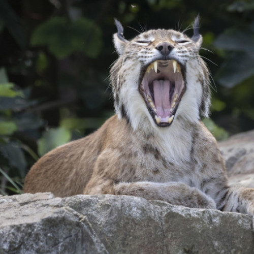 Un râs salbatic scapat pe străzile din Fălticeni a alertat autoritățile din județul Suceava