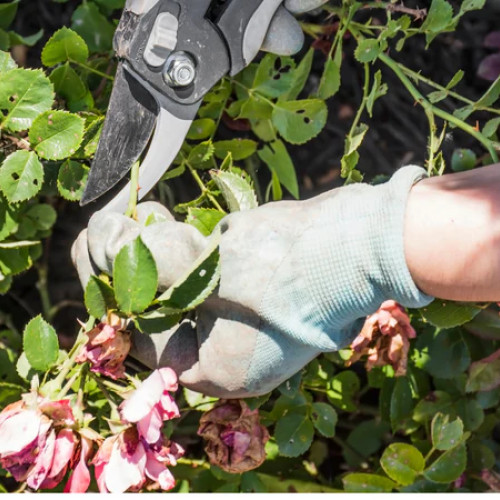 De ce se usucă butașii de trandafiri și cum să-i salvezi