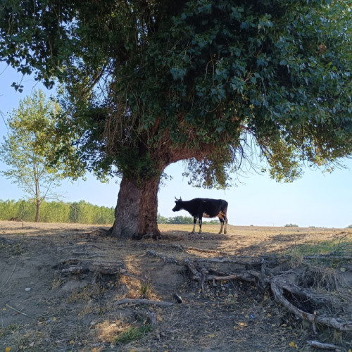 turi pe malul Dunării: o oază de liniște sau un loc plin de gunoaie