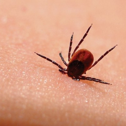 specialist explică cum se face corect diagnosticarea bolii Lyme în România