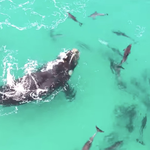 interacțiuni neașteptate între balene și delfini, descoperite prin noile tehnologii