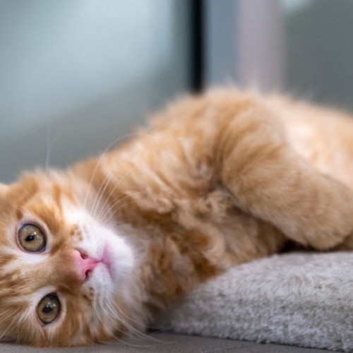 pisica si dementa: o descoperire pentru cercetarea bolii Alzheimer