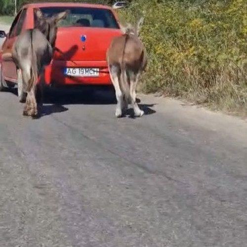 Anchetă în Argeș după videoclip cu animale traumatizate trase cu mașina