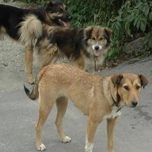 Câini fără stăpân terrorizează locuitorii din Mărășești