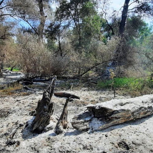 Pompierii din Tulcea, sprijiniți de un elicopter pentru stingerea unui incendiu în Delta Dunării