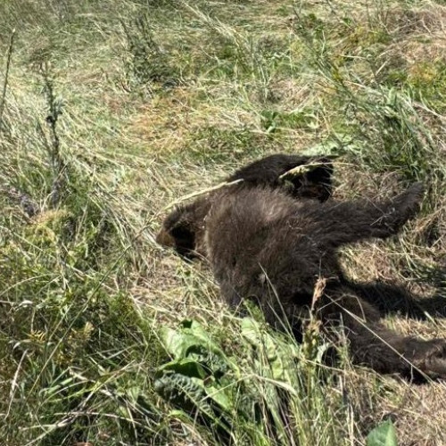 două accidente cu urși, soldate cu morți, în Covasna