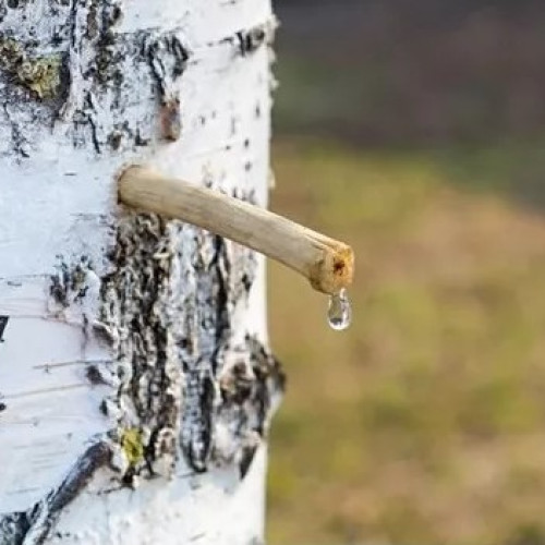 seva de mesteacan, numită și „elixir al primăverii”, are beneficii pentru sănătate