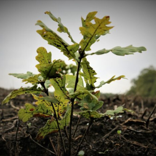 proteste ale silvicultorilor împotriva proiectului de reorganizare a romsilva