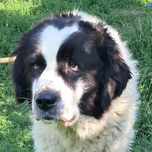 Povestea unei cățelușe din adăpostul de animale din Stupini