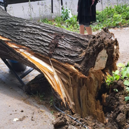 Copac cazut peste două femei în Sectorul 2 din București