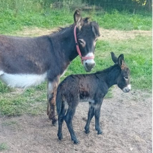 ursul atacă o fermă din județul Sălaj, localitatea Ileanda