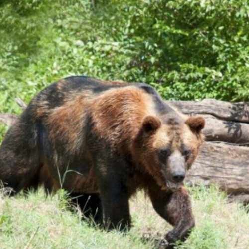 Urșii continuă să sperie locuitorii din Buzău, cu pagube în creștere