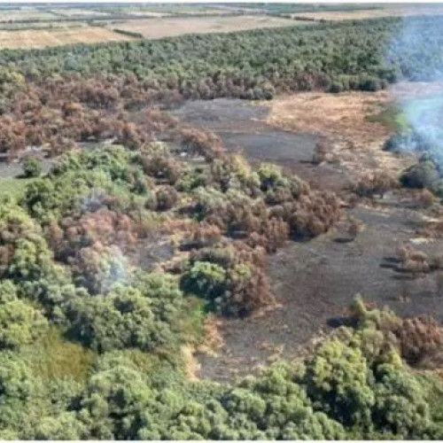 Incendiu majora în Delta Dunării: aproximativ 50 de hectare de vegetație au fost cuprinse de flăcări