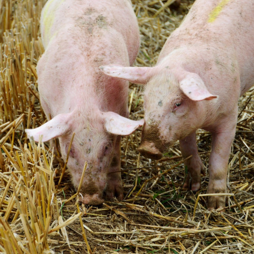 Echipajele ISU Dobrogea au salvat un porcul în satul Deleni