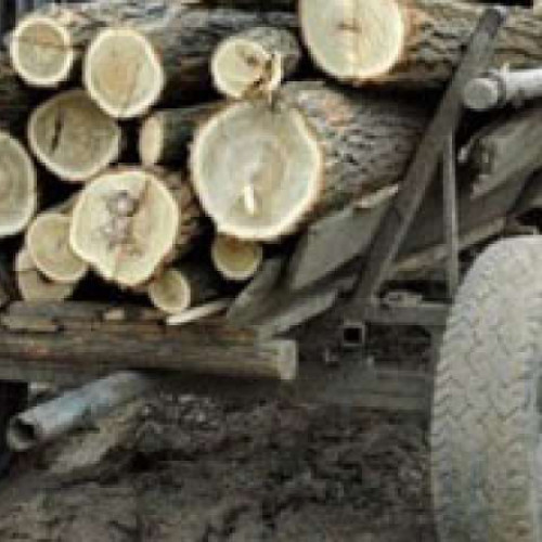 Doi bărbați din comuna Berlesti, prinși transportând lemn furat