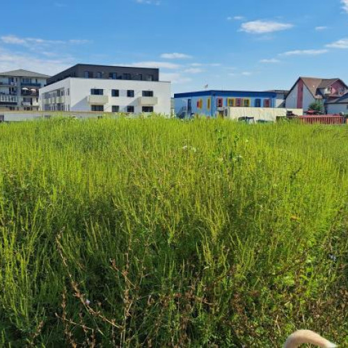 teren plin de ambrozie pe strada Urusagului din Florești