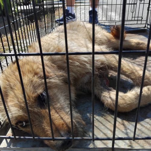Un apel la 112 a făcut diferența dintre viață și moarte pentru un cățel accidentat în comuna Fărcăști. Potrivit surselor, patrupedul, un metis cu privire blândă, a fost găsit rănit, cel mai probabil după ce a fost lovit de o mașină. La fața locului au ajuns rapid echipele Serviciului de Protecție și Căutare a Animalelor din cadrul Consiliului Județean Gorj, împreună cu reprezentanții poliției.