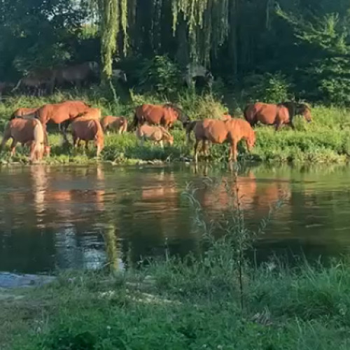 Turmă de cai care pasc pe malul Somesului, problema crescută pentru clujeni