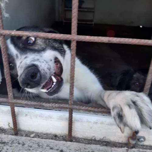 Campanie de sterilizare și microcipare gratuite pentru câini în comuna Bolboși