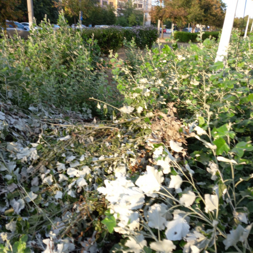 Cetățeni din zonă reclamă probleme cu puful plopilor, autoritățile intervin pentru toaletare