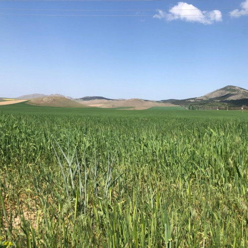 Atenție pentru rentierii agricoli: termene pentru vizarea carnetelor și depunerea cererilor de rentă restanță în 2024