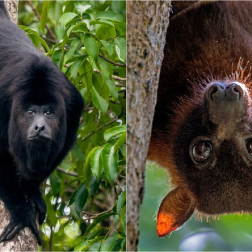 temperaturi extreme afectează grav animale din întreaga lume, arată un studiu recent