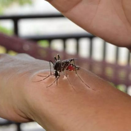 Nemulțumiri privind calitatea serviciilor de dezinsectie în Cluj-Napoca