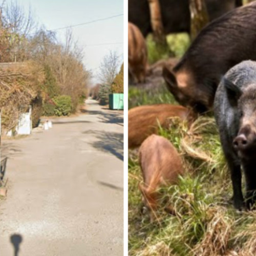 strada 25 octombrie 1944 din cluj-napoca, strada cu animale salbatice și blocată pentru accesul auto
