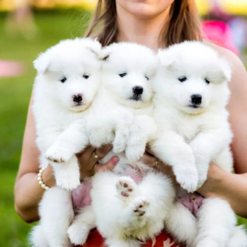 Ministerul Muncii propune adăugarea a două noi meserii în clasificarea ocupatiilor din România