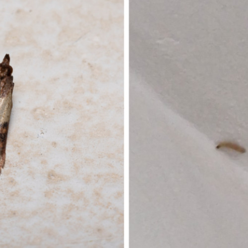 Molii alimentari devastați în casele din Cluj: o problemă tot mai răspândită