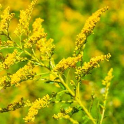 Primăria Cluj-Napoca lansează campania „Fără ambrozie în Cluj-Napoca!” pentru combaterea plantelor invazive