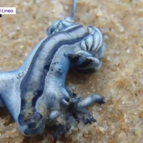 Pericol pe plajele din Spania din cauza unei moluște veninoase