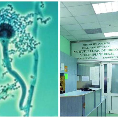 ciuperci periculoase identificate la institutul clinic de urologie din cluj-Napoca după renovări