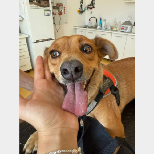 Campania de sterilizare gratuită continuă la Oradea