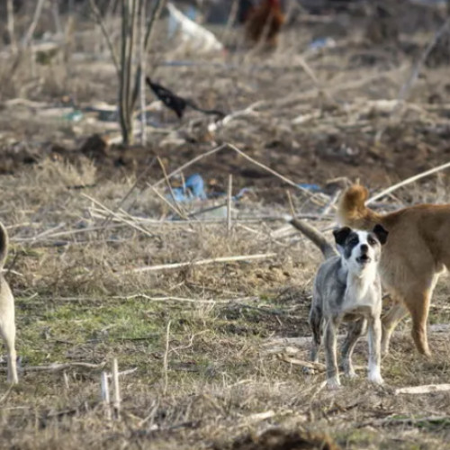 haita de câini vagabonzi crează panică pe strada rozmarinului din cluj-napoca