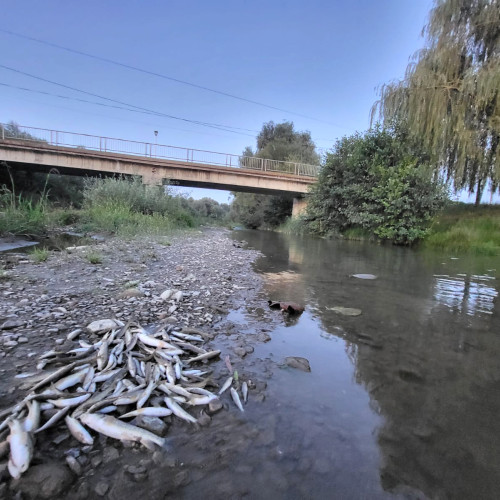 polluare accidentală pe râul avrig din cauza betonului scurs de pe șantierul autostrăzii sibiu - fagaras