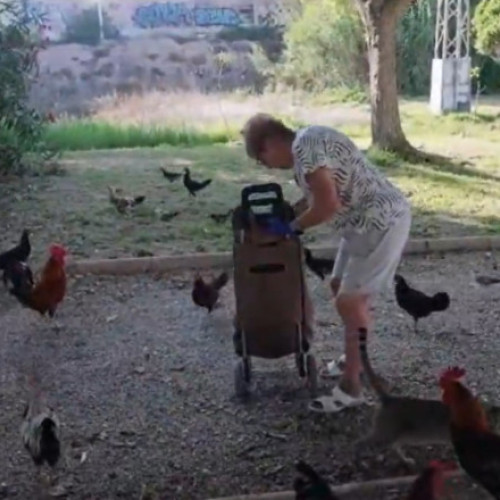 gainile din Torrevieja: aproape 700 de păsări care au colonizat parcurile orașului