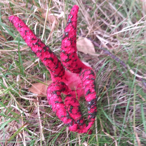 O ciupercă ciudată, descoperită în pădurea din Vulcan, Hunedoara, a stârnit curiozitatea unui localnic. Bărbatul a surprins cu telefonul o specie cu aspect neobișnuit și a publicat fotografia pe Facebook, întrebând: „Știe cineva ce este?” Potrivit surselor citate, internetul a fost rapid plin de comentarii despre forma și culoarea ciupercii.