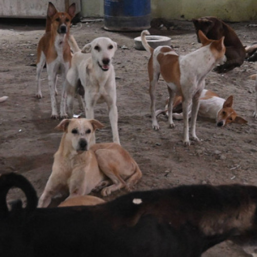 Curtea supremă a Indiei retractă decizia privind gestionarea câinilor vagabonzi în New Delhi