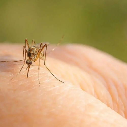 Șapte cazuri de infectie cu virusul West Nile confirmate în sezonul actual