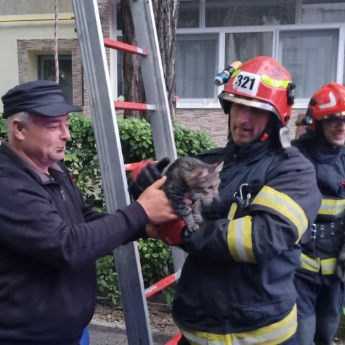 Un incident neobișnuit s-a petrecut vineri seara în Botoșani, unde pompierii au intervenit pentru a salva o pisică rămasă blocată în vârful unui copac. Ajunsă la o înălțime de aproximativ nouă metri, animalul nu putea coborî singur înapoi pe pământ. Proprietarul a sunat la numărul de urgență pentru a cere ajutorul echipajului de pompieri.