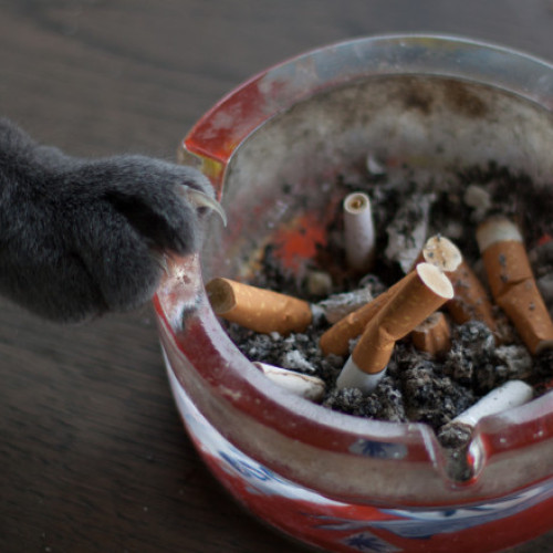 risc pentru animalele de companie expuse la fumul de țigară, avertizează medicii veterinari